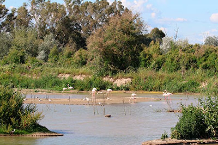 The Port Authority of Seville and CSIC take a census of more than 50 species of aquatic birds